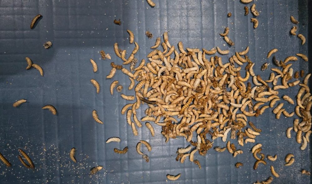 How to Grow a Profitable Mealworm Farming Business