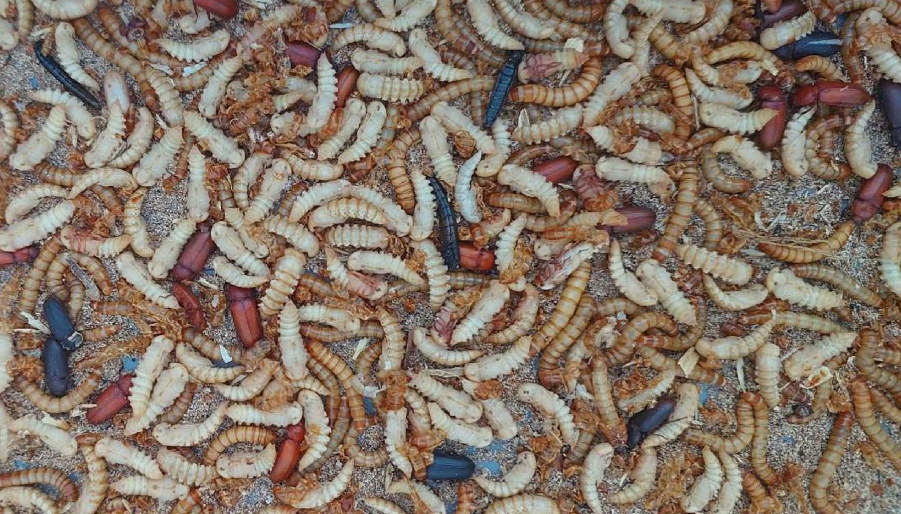 The Unseen Enemy: How Beetle Formation Impacts Mealworm Farming